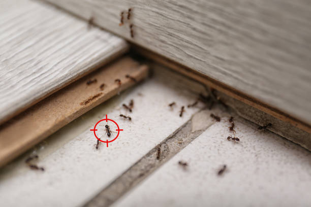 Best Residential Pest Control  in Nicholasville, KY